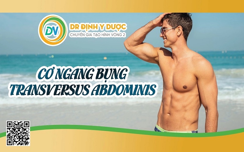 cơ ngang bụng transversus abdominis