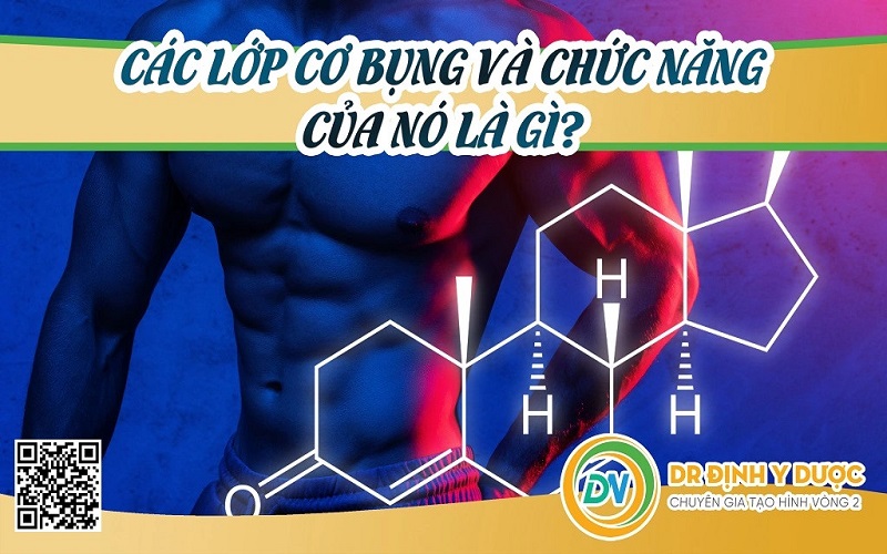 các lớp cơ bụng và chức năng của nó là gì?