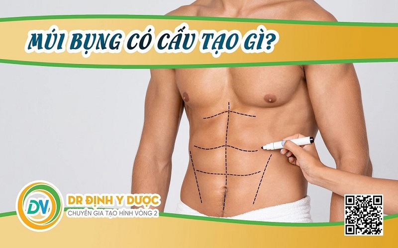 múi bụng có cấu tạo gì