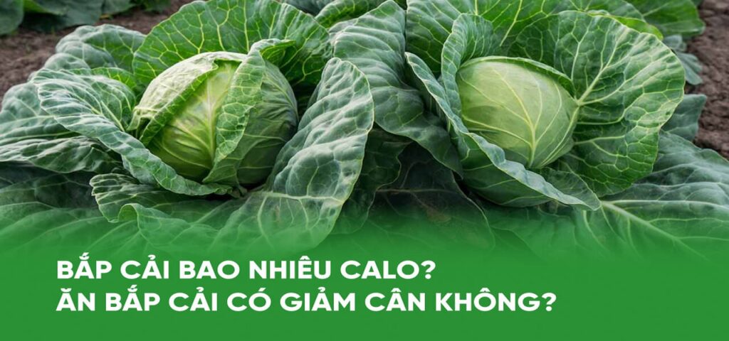 Bắp cải bao nhiêu calo