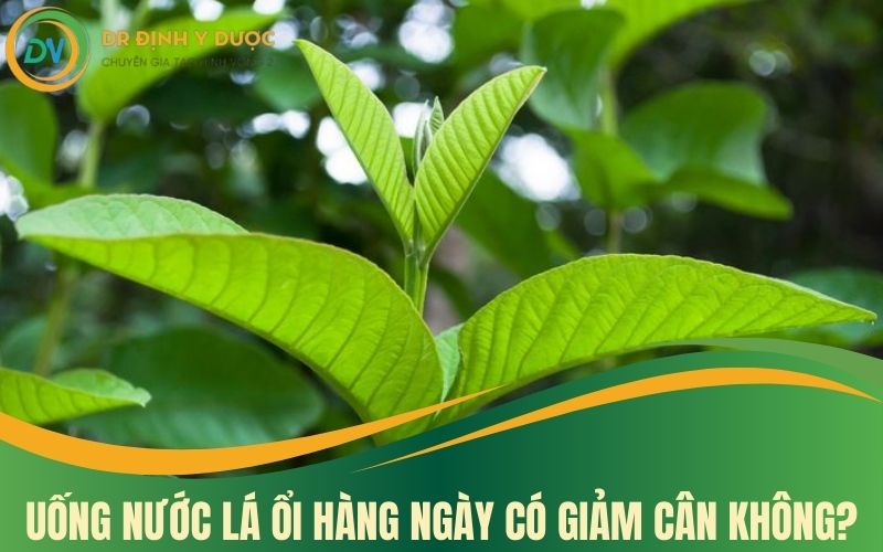 uống nước lá ổi hàng ngày có giảm cân không