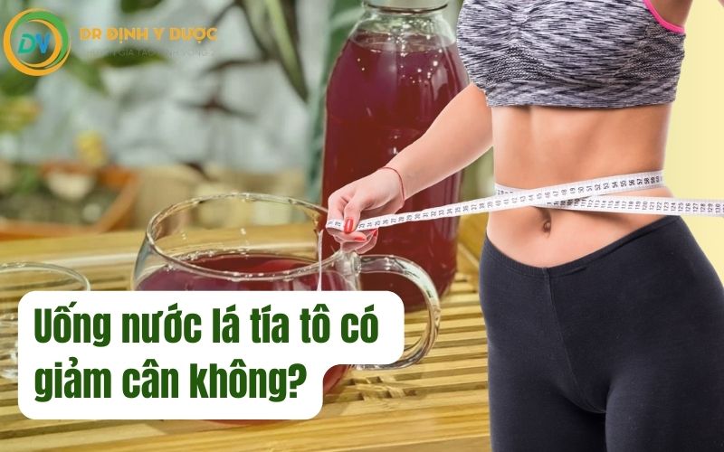 uống lá tía tô có giảm cân không