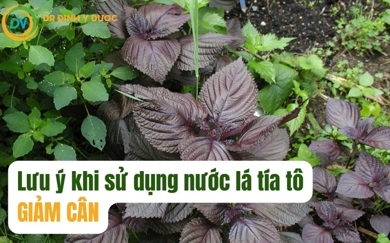 lưu ý khi sử dụng uống lá tía tô giảm cân